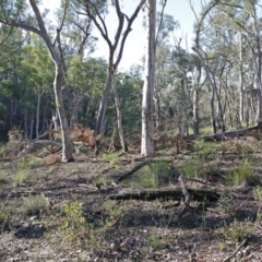 Eucalyptus rossii (Inland Scribbly Gum) at Point 25 - 16 Aug 2020 by ConBoekel