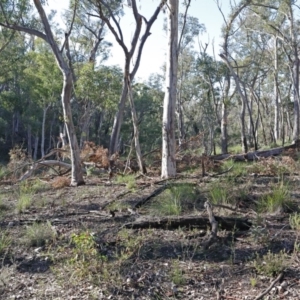 Eucalyptus rossii at Downer, ACT - 16 Aug 2020