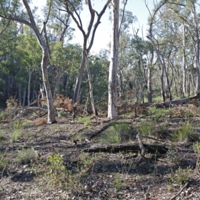 Eucalyptus rossii (Inland Scribbly Gum) at Black Mountain - 16 Aug 2020 by ConBoekel