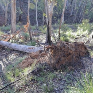 Eucalyptus rossii at Downer, ACT - 16 Aug 2020