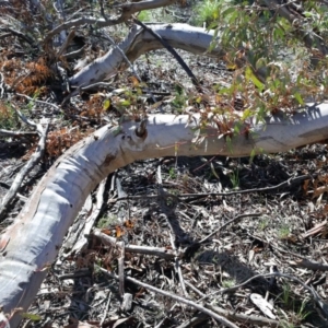 Eucalyptus rossii at Downer, ACT - 16 Aug 2020