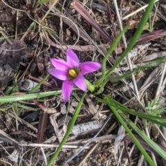 Romulea rosea var. australis (Onion Grass) at Wanniassa, ACT - 16 Aug 2020 by HelenCross