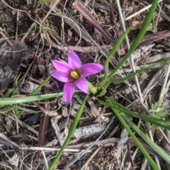 Romulea rosea var. australis (Onion Grass) at Wanniassa, ACT - 15 Aug 2020 by HelenCross