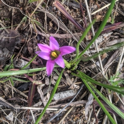 Romulea rosea var. australis (Onion Grass) at Wanniassa, ACT - 16 Aug 2020 by HelenCross