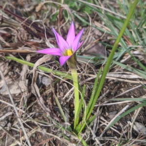 Romulea rosea var. australis at Wanniassa, ACT - 16 Aug 2020 04:27 AM