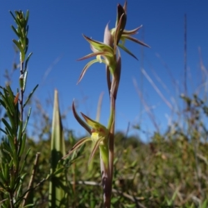 Lyperanthus suaveolens at Coolum Beach, QLD - 16 Aug 2020