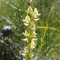 Prasophyllum elatum (Tall Leek Orchid) at Noosa National Park - 16 Aug 2020 by JoanH