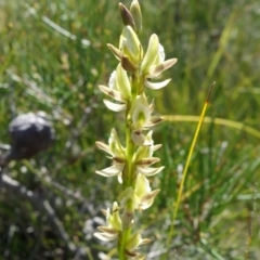 Prasophyllum elatum (Tall Leek Orchid) at Coolum Beach, QLD - 16 Aug 2020 by JoanH