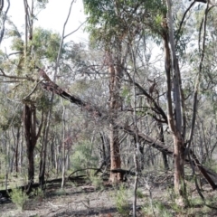 Eucalyptus macrorhyncha (Red Stringybark) at Black Mountain - 16 Aug 2020 by ConBoekel