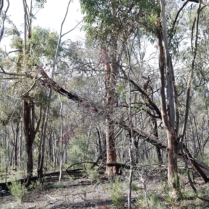 Eucalyptus macrorhyncha at Acton, ACT - 16 Aug 2020 10:39 AM