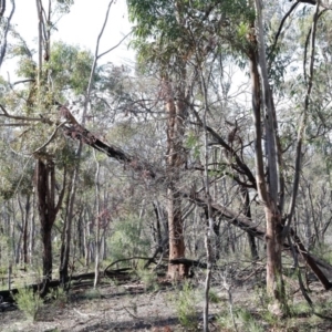 Eucalyptus macrorhyncha at Acton, ACT - 16 Aug 2020