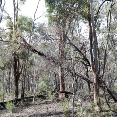 Eucalyptus macrorhyncha (Red Stringybark) at Black Mountain - 16 Aug 2020 by ConBoekel