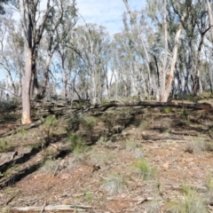 Eucalyptus macrorhyncha (Red Stringybark) at Black Mountain - 16 Aug 2020 by ConBoekel