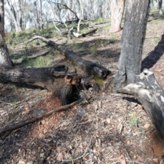 Eucalyptus macrorhyncha at Acton, ACT - 16 Aug 2020 11:10 AM