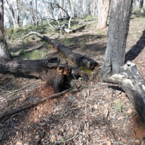 Eucalyptus macrorhyncha at Acton, ACT - 16 Aug 2020