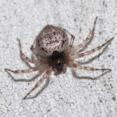 Euryopis sp. (genus) (An ant eating spider) at Acton, ACT - 14 Aug 2020 by TimL