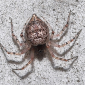 Euryopis sp. (genus) at Acton, ACT - 14 Aug 2020