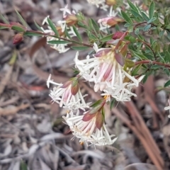 Pimelea linifolia subsp. linifolia (Queen of the Bush, Slender Rice-flower) at Queanbeyan West, NSW - 16 Aug 2020 by trevorpreston