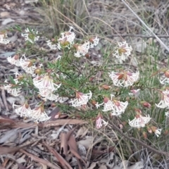 Pimelea linifolia subsp. linifolia at Queanbeyan West, NSW - 16 Aug 2020 01:21 PM