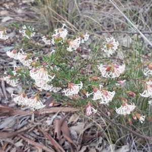 Pimelea linifolia subsp. linifolia at Queanbeyan West, NSW - 16 Aug 2020