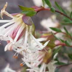 Pimelea linifolia subsp. linifolia at Queanbeyan West, NSW - 16 Aug 2020 01:21 PM