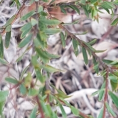 Pimelea linifolia subsp. linifolia at Queanbeyan West, NSW - 16 Aug 2020