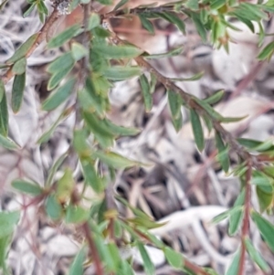 Pimelea linifolia subsp. linifolia at Queanbeyan West, NSW - 16 Aug 2020 01:21 PM