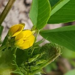 Medicago polymorpha (Burr Medic) at Queanbeyan West, NSW - 16 Aug 2020 by trevorpreston