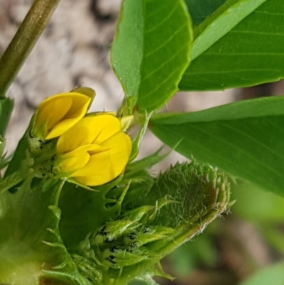 Medicago polymorpha (Burr Medic) at Bicentennial Park - 16 Aug 2020 by trevorpreston