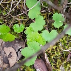 Hydrocotyle laxiflora (Stinking Pennywort) at Bicentennial Park - 16 Aug 2020 by trevorpreston