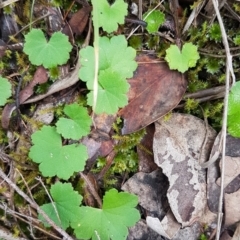 Hydrocotyle laxiflora at Queanbeyan West, NSW - 16 Aug 2020