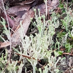 Cladonia sp. (Cup Lichen) at Queanbeyan West, NSW - 16 Aug 2020 by tpreston