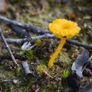 Lichenomphalia chromacea at Symonston, ACT - 16 Aug 2020