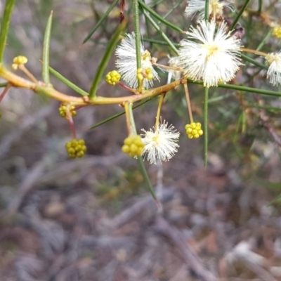 Acacia genistifolia (Early Wattle) at Queanbeyan West, NSW - 16 Aug 2020 by trevorpreston