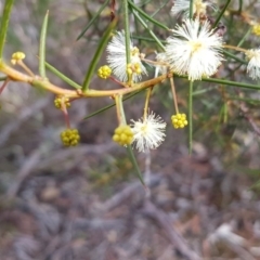 Acacia genistifolia (Early Wattle) at Queanbeyan West, NSW - 16 Aug 2020 by tpreston