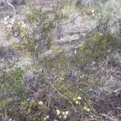 Acacia genistifolia at Queanbeyan West, NSW - 16 Aug 2020 01:27 PM