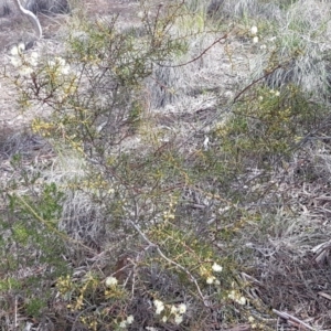 Acacia genistifolia at Queanbeyan West, NSW - 16 Aug 2020