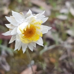 Leucochrysum albicans subsp. albicans (Hoary Sunray) at Queanbeyan West, NSW - 16 Aug 2020 by trevorpreston