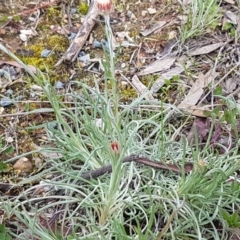 Leucochrysum albicans subsp. albicans at Queanbeyan West, NSW - 16 Aug 2020