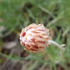 Leucochrysum albicans subsp. albicans at Queanbeyan West, NSW - 16 Aug 2020