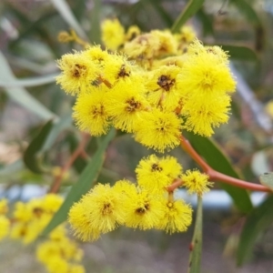 Acacia pycnantha at Queanbeyan West, NSW - 16 Aug 2020 01:29 PM