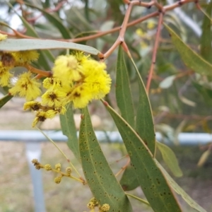 Acacia pycnantha at Queanbeyan West, NSW - 16 Aug 2020