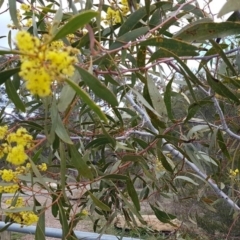 Acacia pycnantha at Queanbeyan West, NSW - 16 Aug 2020