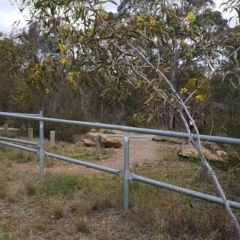 Acacia pycnantha at Queanbeyan West, NSW - 16 Aug 2020 01:29 PM