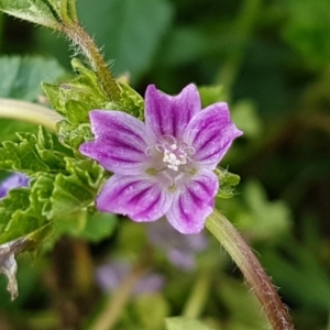 Malva neglecta at Queanbeyan, NSW - 16 Aug 2020 01:37 PM