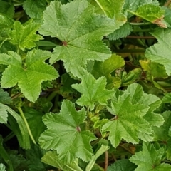 Malva neglecta at Queanbeyan, NSW - 16 Aug 2020