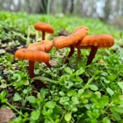 Unidentified Fungus at Block 402 - 15 Aug 2020 by AaronClausen