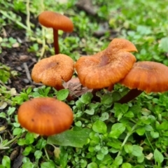 Laccaria sp. at Denman Prospect, ACT - 16 Aug 2020