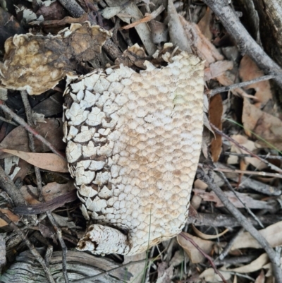 Tiliqua rugosa (Shingleback Lizard) at Denman Prospect, ACT - 16 Aug 2020 by AaronClausen