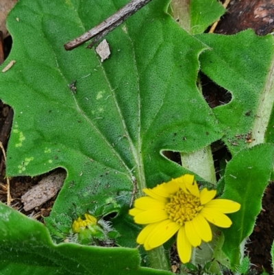 Cymbonotus sp. (preissianus or lawsonianus) (Bears Ears) at Block 402 - 15 Aug 2020 by AaronClausen